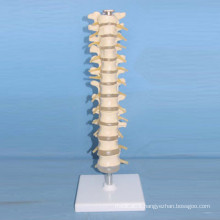 Natural Size Human Thoracic Vertebra Skeleton Medical Model with Nerve (R020710)